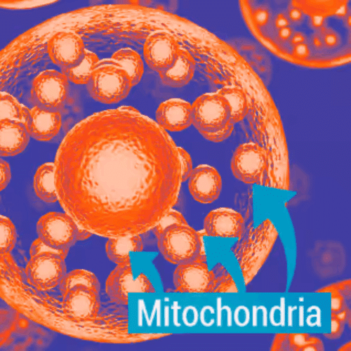 Mitolyn Supplement - 60% Off Today